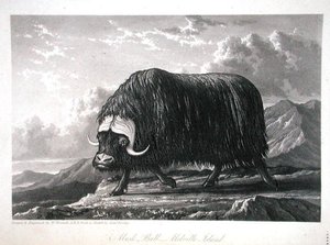 Muskusos, Melville Island, uit Journal of a Voyage for the Discovery of a North West Passage from the Atlantic to the Pacific uitgevoerd in de jaren 1819-20, door William Edward Parry, gepubliceerd 1821