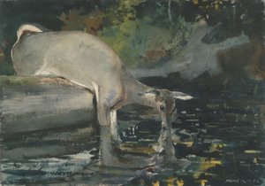 Drinkende Herten, 1892