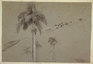 Tekening, Royal Palm, Cuba, 1885 door Winslow Homer