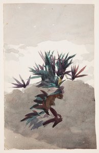 Heuvel met Klompen Maguey