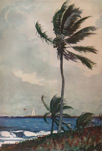 Palmbomen, Nassau, 1898, 1932