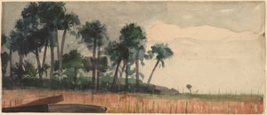Palmbomen, Rood