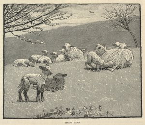 Voorjaarslam, uit Scribner