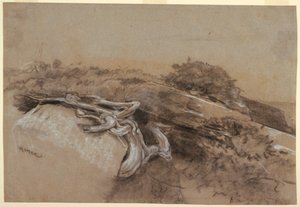 Studie van Boomwortels, Prout