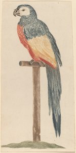 Papegaai, 1680s-1690s