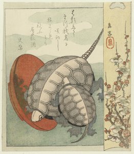 Schildpadden met sake schaaltje