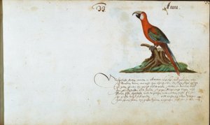 Papegaai