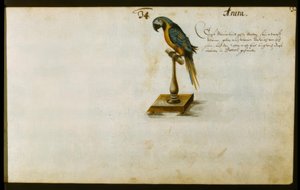 Papegaai door Zacharias Wagner