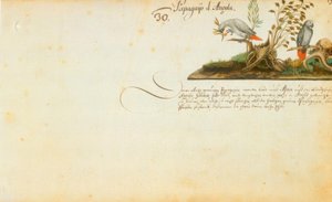 Zacharias Wagner, Papegaaien