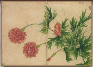 Bureaualbum: Bloemen- en vogel schilderijen Pioenroos, 18e eeuw