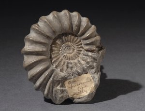 Ammoniet fossiel, ongeveer 185 miljoen jaar oud (foto)