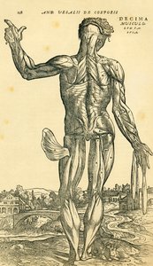 Achterkant van mannelijk menselijk lichaam, een anatomische studie oorspronkelijk gepubliceerd in De Humani Corporis Fabrica Libri Septem door Andreas Vesalius, gepubliceerd in Basel
