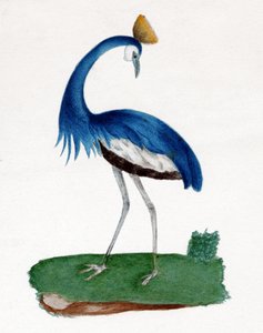 Kuifreiger