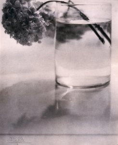 Hortensia