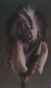 Duitse iris (Iris germanica) door Frederick (attr. to) Barnard