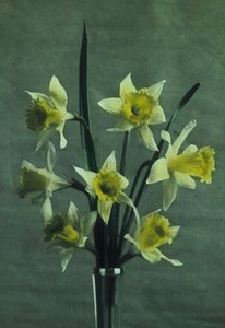 Narcissen (Daffodil - Golden Spur)