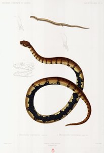 Hagedis en kaphoedslang, Algerije