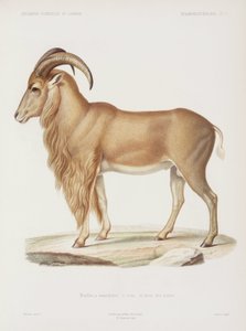 Moeflon, Algerije