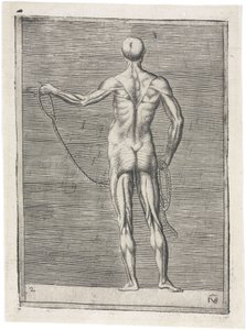 Spieren Anatomische studie van mannelijke musculatuur; man die een touw vasthoudt, ca. 1555 door Frederick (attr. to) Barnard