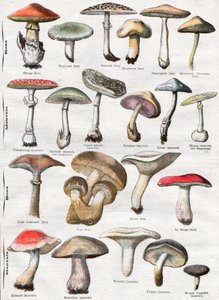 Paddenstoelen door . .