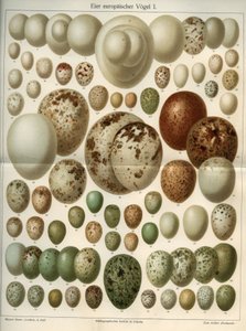 Natuurwetenschappelijke plaat die verschillende vogeleieren voorstelt. Illustratie uit Meyers Grosses Konversations-Lexikon, 1904. Bibliografisch Instituut, Leipzig en Wenen