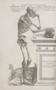 Skeletten Een menselijk gearticuleerd skelet gezien vanaf de zijkant door Frederick (attr. to) Barnard