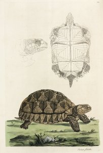 Spoorschildpad
