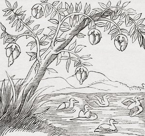 De Vogelboom