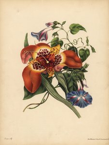 De Mexicaanse Tijgerbloem, Tigridia pavonia, Verandering; De blauwe grote Winde, Nacht