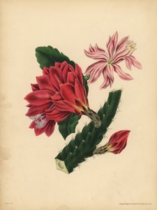 De mooie Cactus, Horror