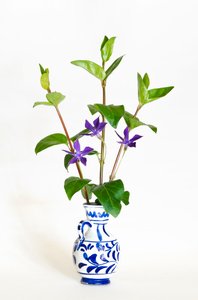 Drie stelen van de grote maagdenpalm (Vinca major) bloeiend in een vaas