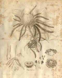 Plate 3 uit Volume 10 van Transactions of the Linnean Society of London, gepubliceerd in 1811. De afgebeelde plant is Dryandra formosa (nu Banksia formosa)
