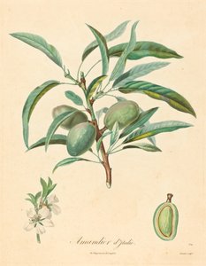 Amandelboom van Italië