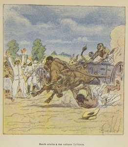 Ossen aangespannen voor Lefebvre-wagens
