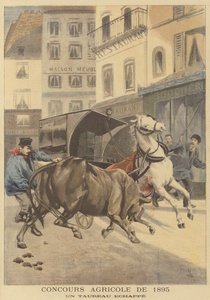 Landbouwtentoonstelling van 1895. Een ontsnapte stier