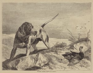 Gewonde Korhoen door after Richard Ansdell