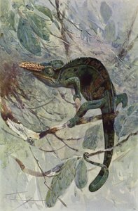 Afrikaanse kameleon door after Wilhelm Kuhnert