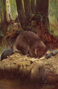 Bever door after Wilhelm Kuhnert