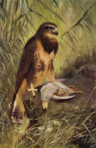 Buizerd
