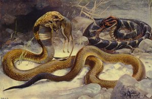 Cobra en pofadder