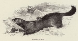 Europese nerts door after Wilhelm Kuhnert