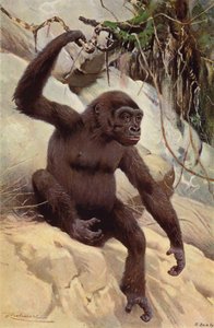 Gorilla door after Wilhelm Kuhnert