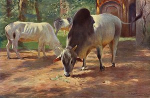 Indische Hump Runderen