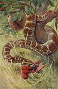 Indiase Python door after Wilhelm Kuhnert