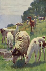 Lama door after Wilhelm Kuhnert