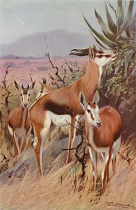 Springbok door after Wilhelm Kuhnert