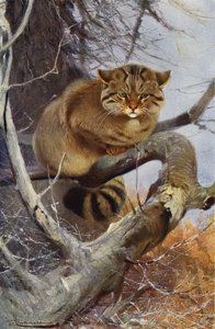 Wilde Kat