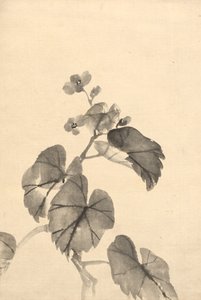 Tak van Bloeiende Begonia door attributed to Kono Bairei