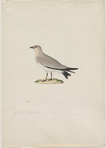 Kleine pratincole (Glareola lactea) door attributed to Paul Hüet