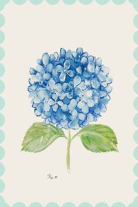 Illustratie van een blauwe hortensia